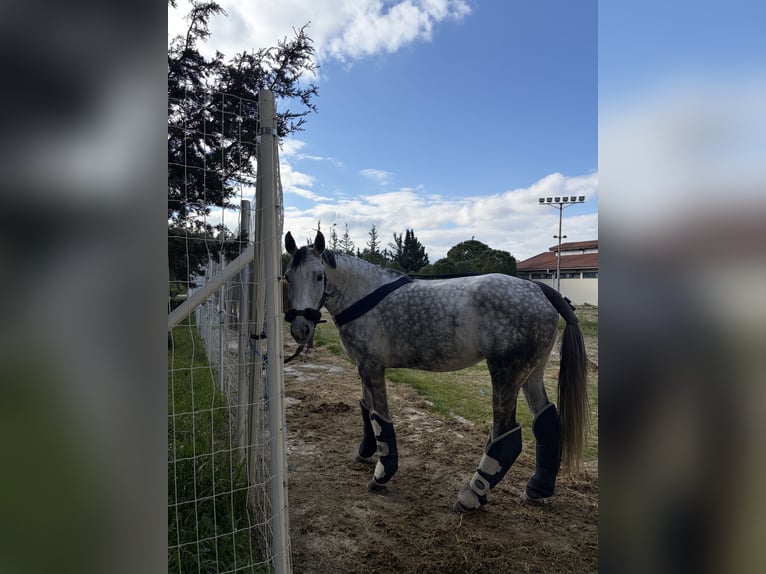 Ungarisches Sportpferd Stute 10 Jahre 168 cm Apfelschimmel in Athens,