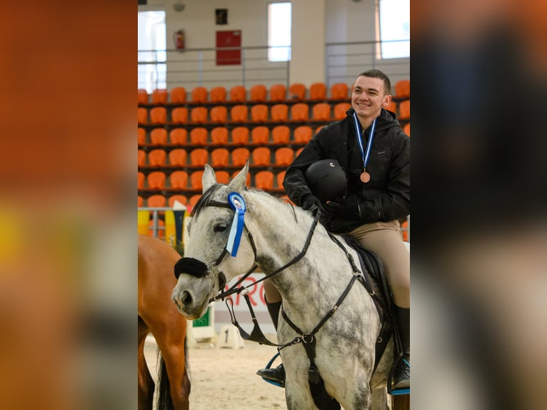 Ungarisches Sportpferd Stute 10 Jahre 168 cm Apfelschimmel in Athens,