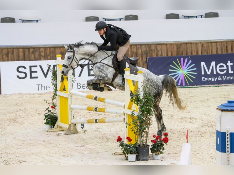 Ungarisches Sportpferd Stute 10 Jahre 168 cm Apfelschimmel in Athens,