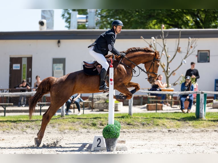 Ungarisches Sportpferd Stute 10 Jahre 172 cm Dunkelfuchs in Gy&#xF6;mr&#x151;