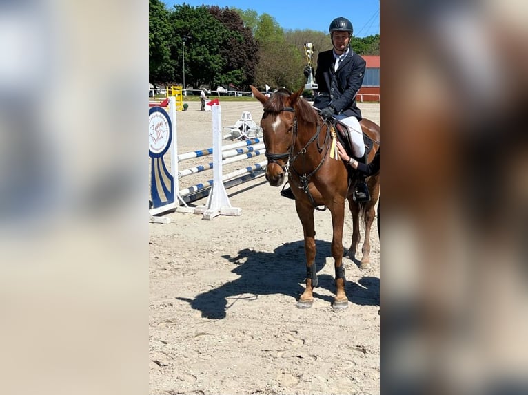 Ungarisches Sportpferd Stute 10 Jahre 172 cm Dunkelfuchs in Gy&#xF6;mr&#x151;