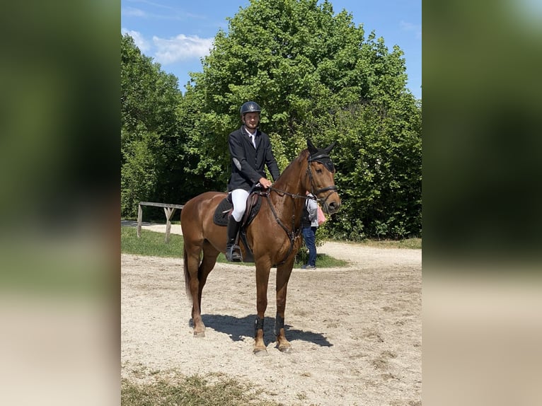 Ungarisches Sportpferd Stute 10 Jahre 172 cm Dunkelfuchs in Gy&#xF6;mr&#x151;