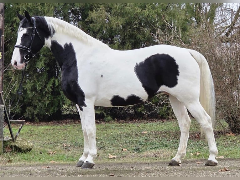 Ungarisches Sportpferd Stute 10 Jahre 175 cm Schecke in Békéscsaba
