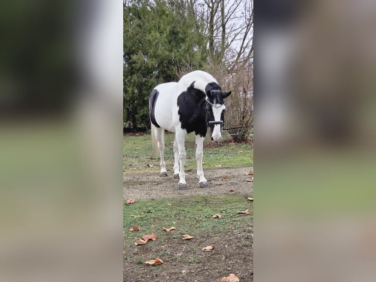 Ungarisches Sportpferd Stute 10 Jahre 175 cm Schecke in Békéscsaba