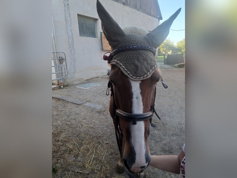 Ungarisches Sportpferd Stute 11 Jahre 148 cm Fuchs in Perschling