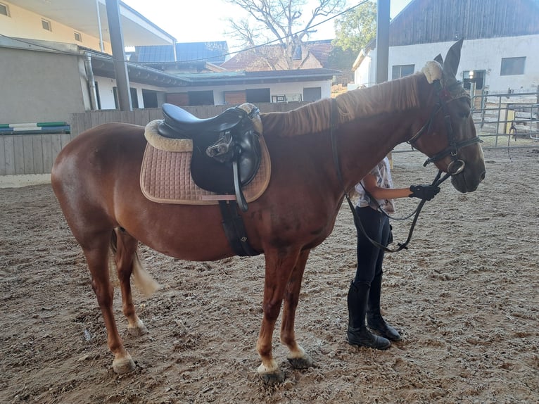 Ungarisches Sportpferd Stute 11 Jahre 148 cm Fuchs in Perschling