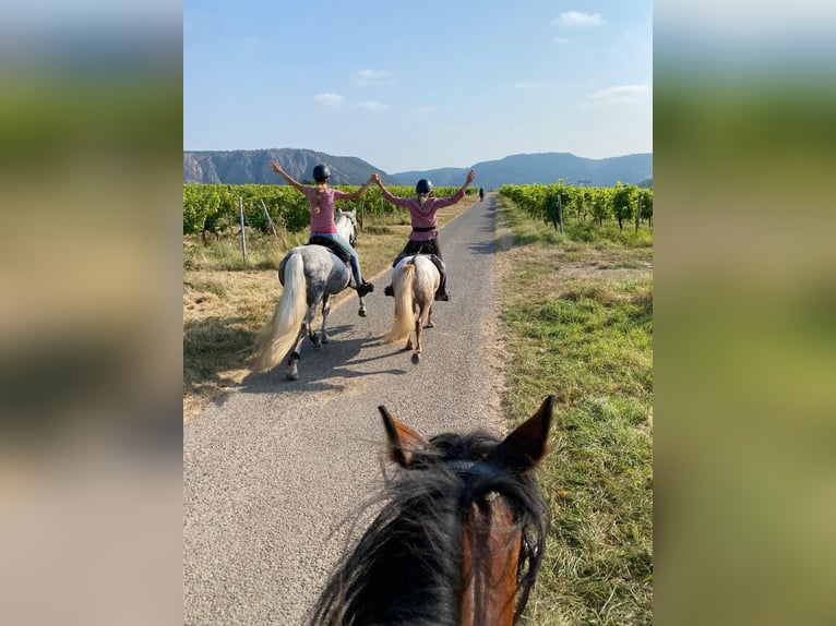 Ungarisches Sportpferd Mix Stute 11 Jahre 150 cm Schimmel in Hundsbach