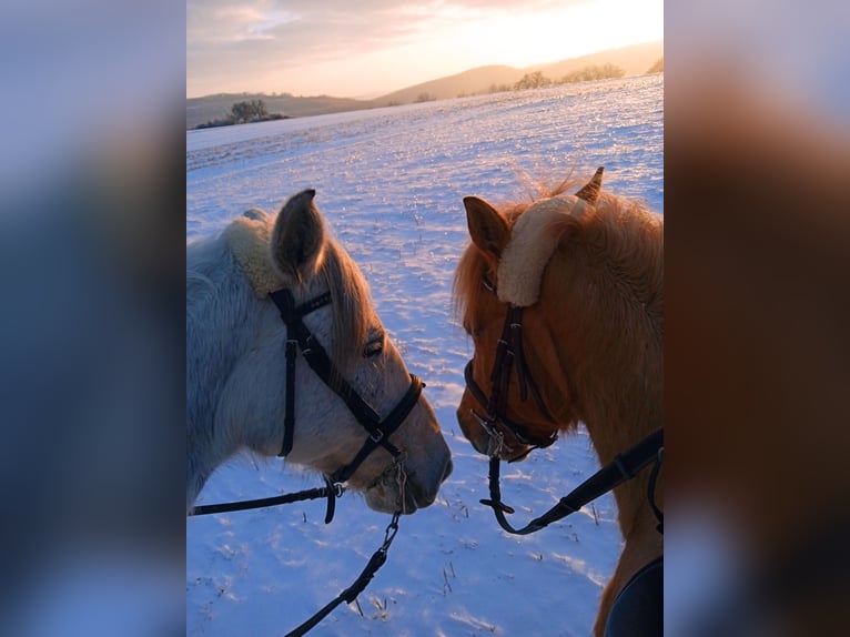Ungarisches Sportpferd Mix Stute 11 Jahre 150 cm Schimmel in Hundsbach