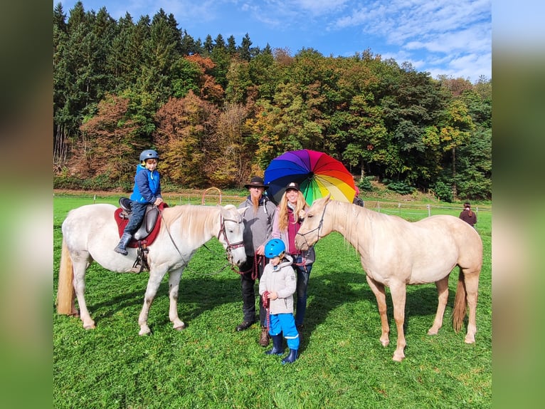 Ungarisches Sportpferd Mix Stute 11 Jahre 150 cm Schimmel in Hundsbach