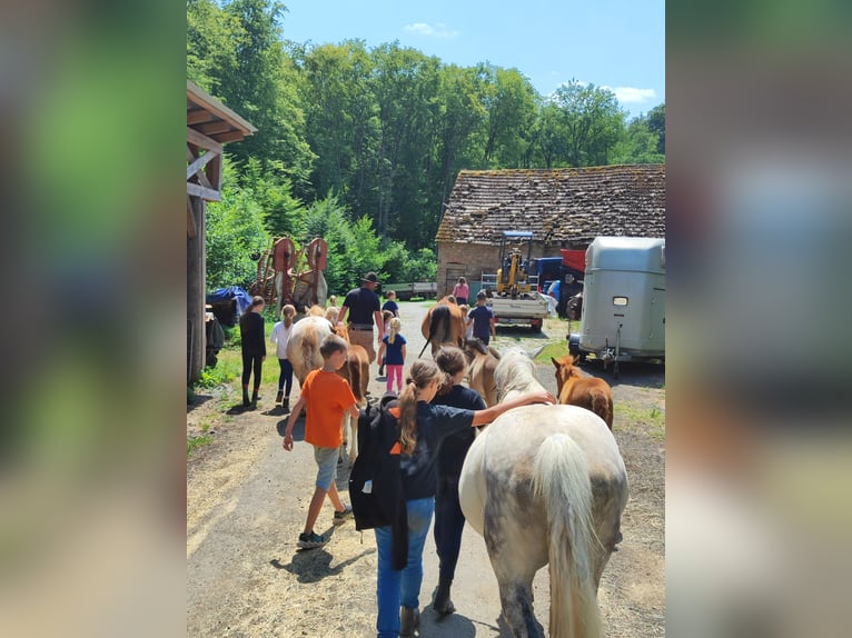 Ungarisches Sportpferd Mix Stute 11 Jahre 150 cm Schimmel in Hundsbach