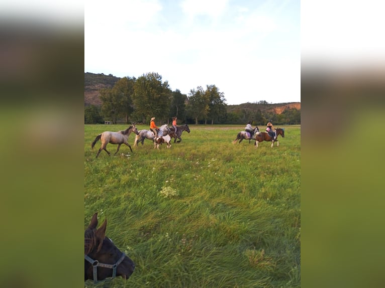 Ungarisches Sportpferd Mix Stute 11 Jahre 150 cm Schimmel in Hundsbach