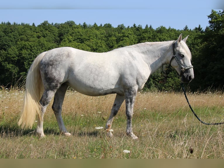 Ungarisches Sportpferd Mix Stute 11 Jahre 150 cm Schimmel in Hundsbach