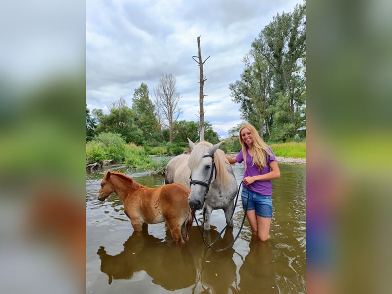 Ungarisches Sportpferd Mix Stute 11 Jahre 150 cm Schimmel in Hundsbach