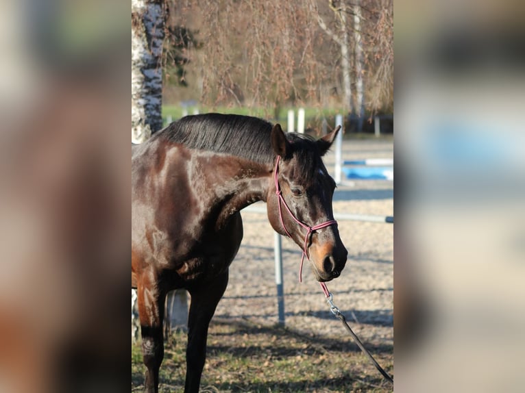 Ungarisches Sportpferd Stute 11 Jahre 155 cm Brauner in Greifenstein