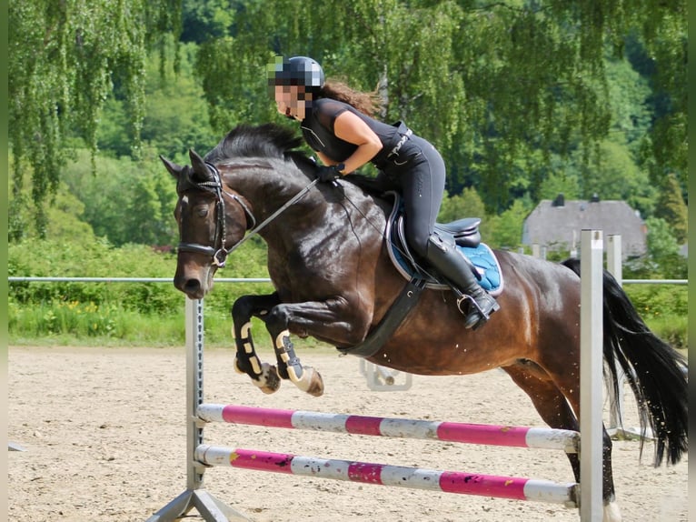 Ungarisches Sportpferd Stute 11 Jahre 155 cm Brauner in Greifenstein