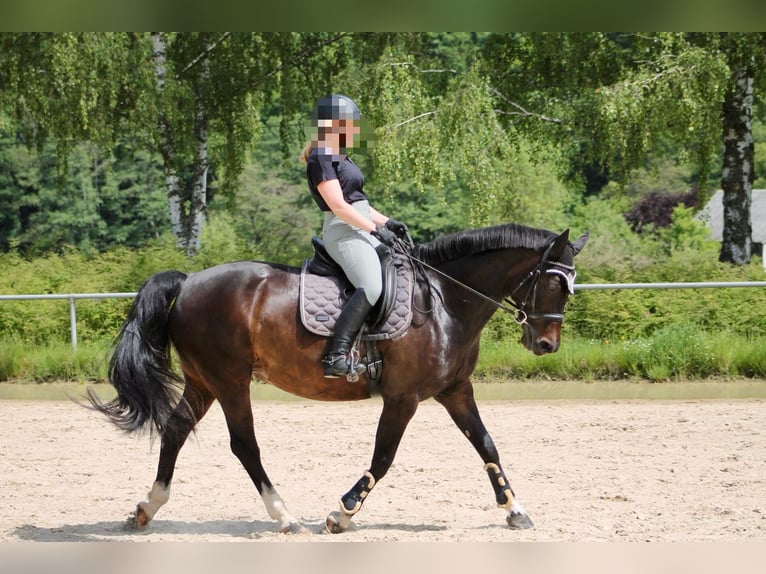 Ungarisches Sportpferd Stute 11 Jahre 155 cm Brauner in Greifenstein