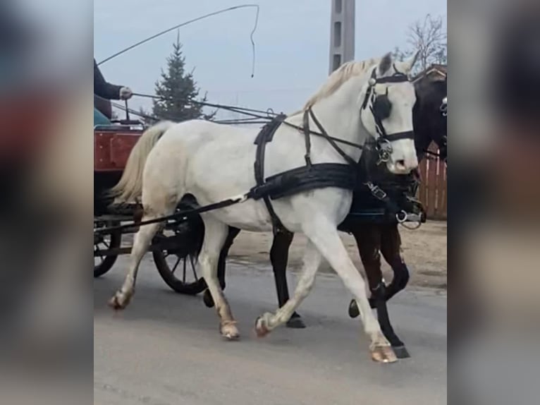 Ungarisches Sportpferd Stute 11 Jahre 160 cm White in Tass