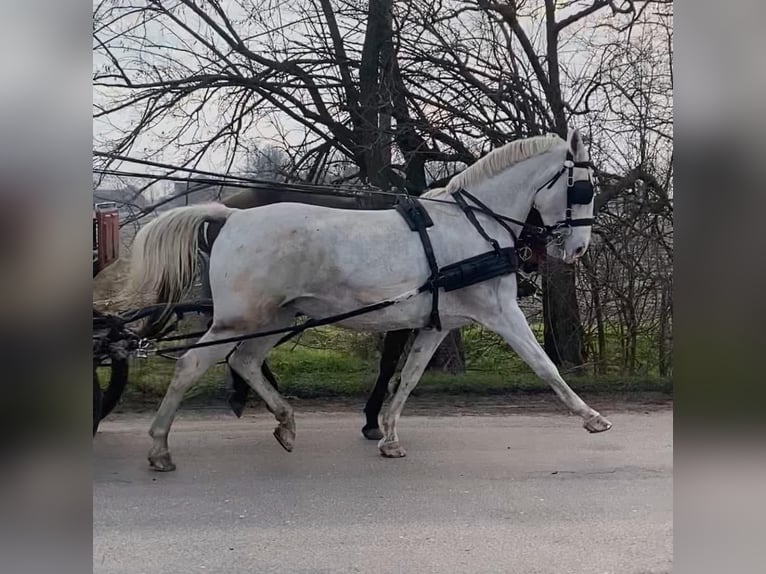 Ungarisches Sportpferd Stute 11 Jahre 160 cm White in Tass