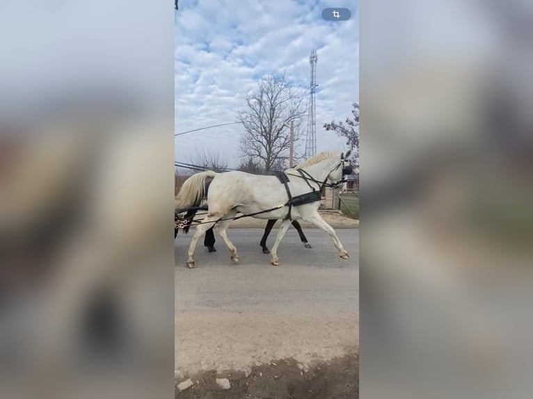 Ungarisches Sportpferd Stute 11 Jahre 160 cm White in Tass