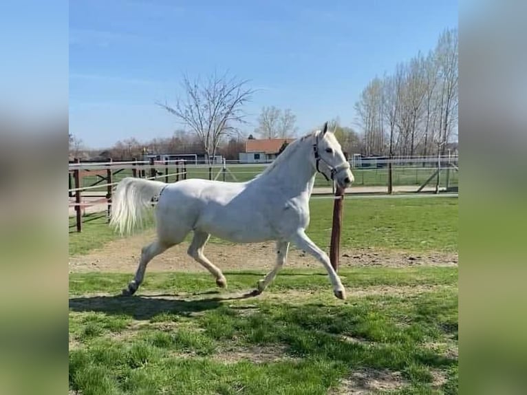 Ungarisches Sportpferd Stute 11 Jahre 160 cm White in Tass