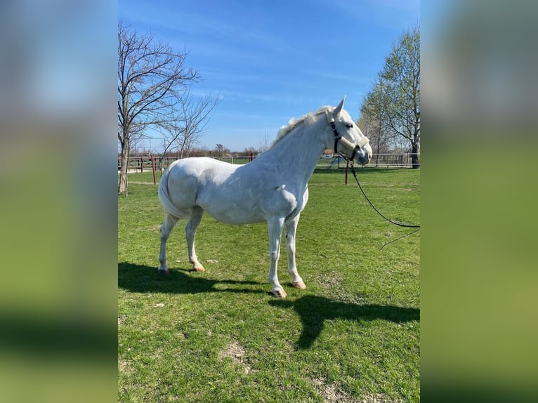 Ungarisches Sportpferd Stute 11 Jahre 160 cm White in Tass