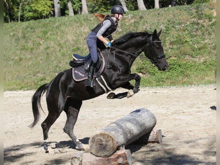 Ungarisches Sportpferd Stute 11 Jahre 166 cm Rappe in Tragwein