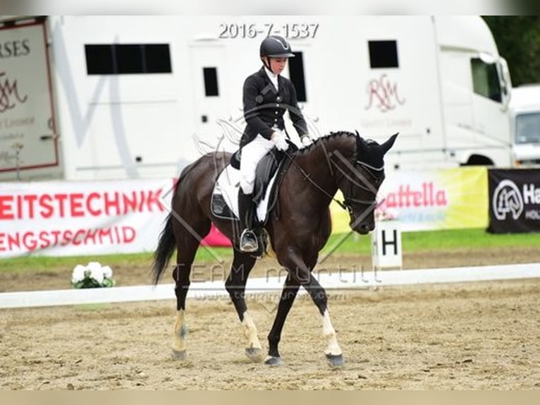 Ungarisches Sportpferd Stute 11 Jahre 166 cm Rappe in Tragwein