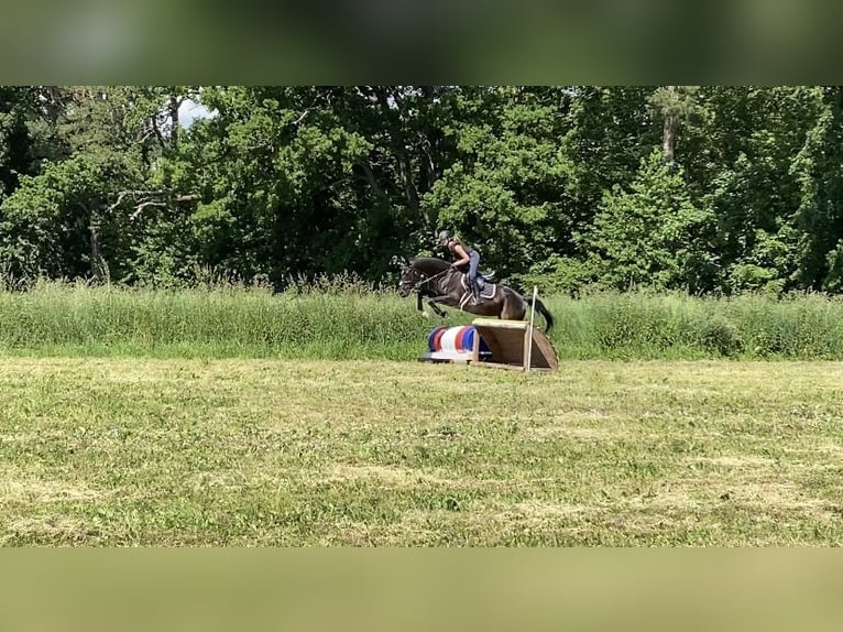 Ungarisches Sportpferd Stute 11 Jahre 166 cm Rappe in Tragwein