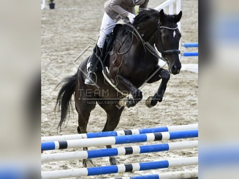 Ungarisches Sportpferd Stute 11 Jahre 166 cm Rappe in Tragwein