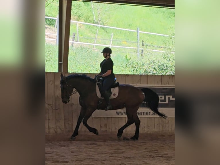Ungarisches Sportpferd Stute 11 Jahre 168 cm Dunkelbrauner in Breitenfurt bei Wien