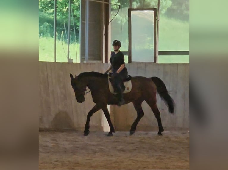 Ungarisches Sportpferd Stute 11 Jahre 168 cm Dunkelbrauner in Breitenfurt bei Wien