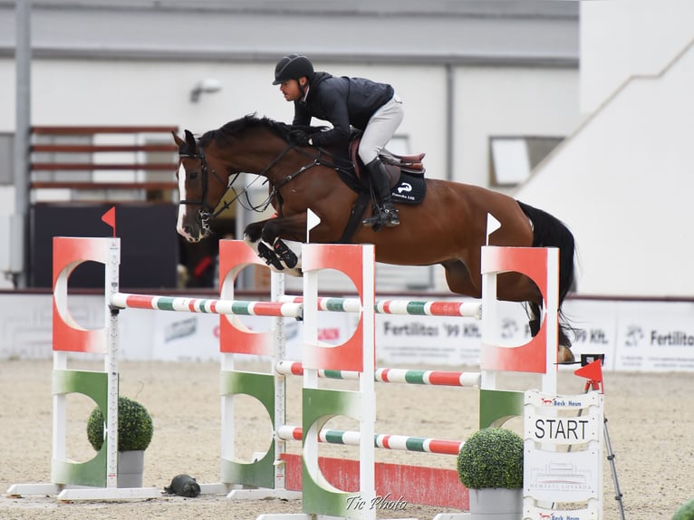 Ungarisches Sportpferd Stute 11 Jahre 169 cm Rotbrauner in Békéscsaba