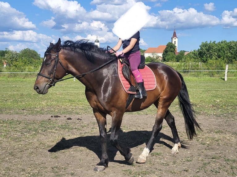 Ungarisches Sportpferd Stute 11 Jahre 169 cm Rotbrauner in Tass