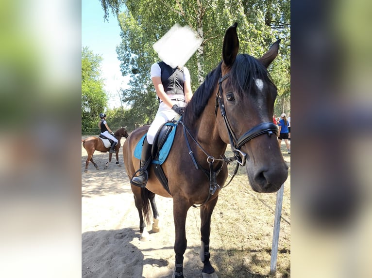 Ungarisches Sportpferd Stute 11 Jahre 169 cm Rotbrauner in Tass