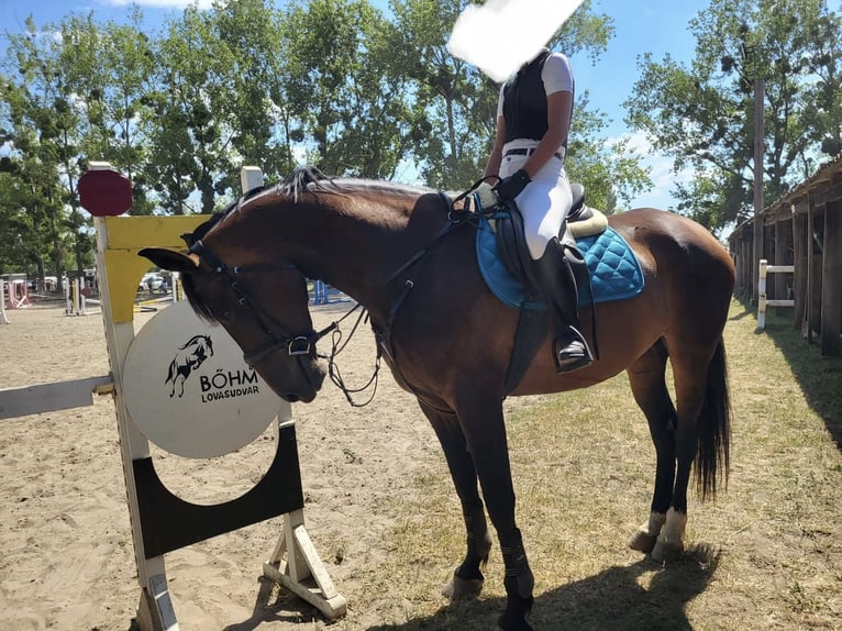 Ungarisches Sportpferd Stute 11 Jahre 169 cm Rotbrauner in Tass