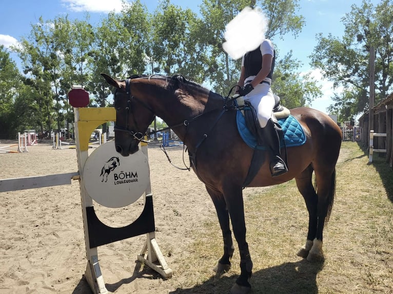 Ungarisches Sportpferd Stute 11 Jahre 169 cm Rotbrauner in Tass