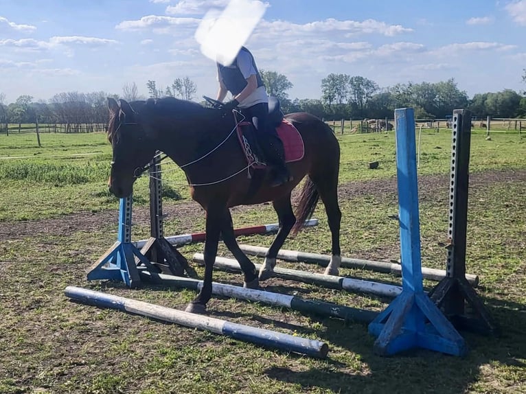 Ungarisches Sportpferd Stute 11 Jahre 169 cm Rotbrauner in Tass