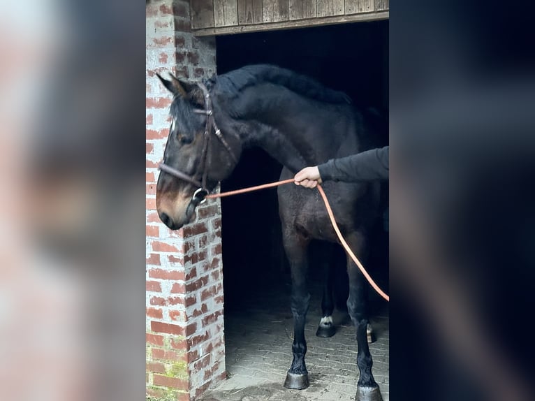 Ungarisches Sportpferd Mix Stute 11 Jahre 178 cm Dunkelbrauner in Győr