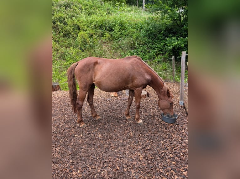 Ungarisches Sportpferd Stute 12 Jahre 148 cm  in Wolfach