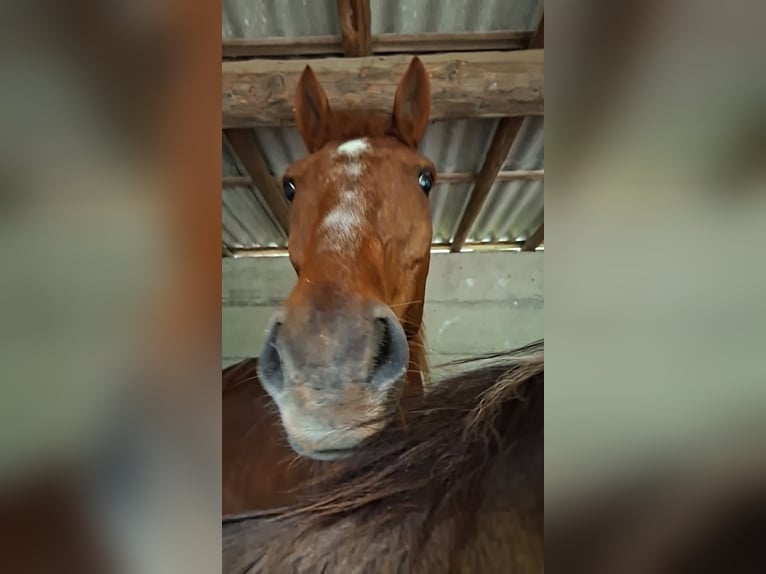 Ungarisches Sportpferd Stute 12 Jahre 148 cm  in Wolfach