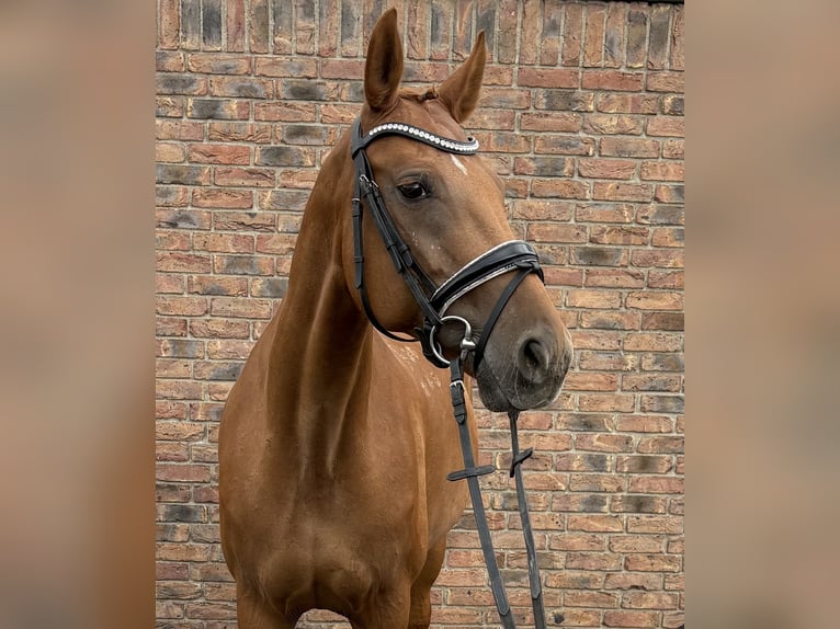 Ungarisches Sportpferd Stute 12 Jahre 162 cm Fuchs in Niederkassel