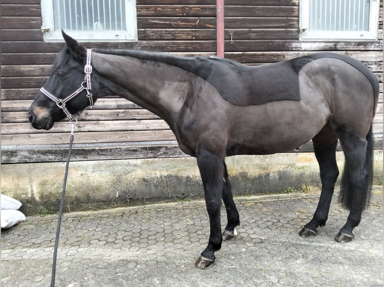 Ungarisches Sportpferd Stute 12 Jahre 163 cm Dunkelbrauner in Lottstetten