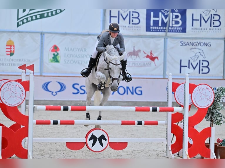 Ungarisches Sportpferd Stute 12 Jahre 164 cm Schimmel in Békéscsaba