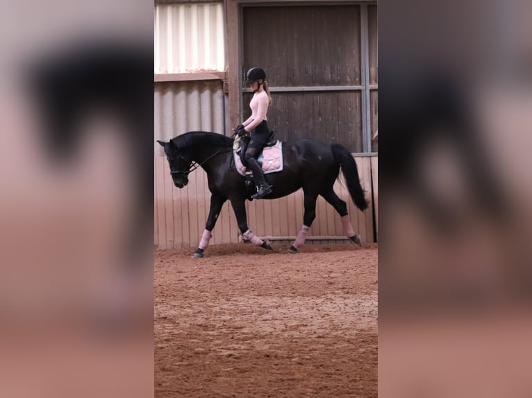Ungarisches Sportpferd Mix Stute 12 Jahre 165 cm Rappe in Rödermark Rödermark