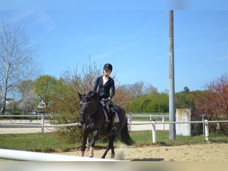 Ungarisches Sportpferd Mix Stute 12 Jahre 165 cm Rappe in Rödermark Rödermark
