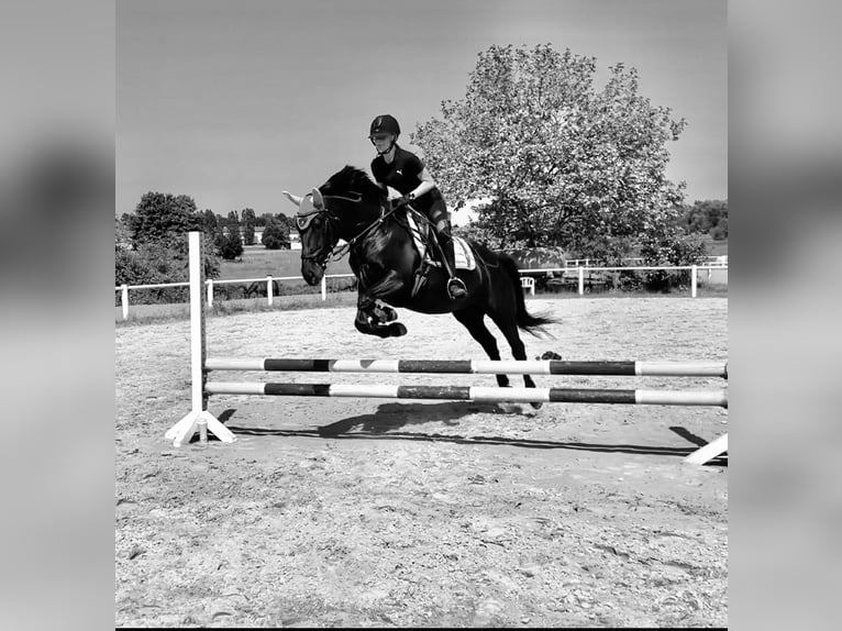 Ungarisches Sportpferd Mix Stute 12 Jahre 165 cm Rappe in Rödermark Rödermark