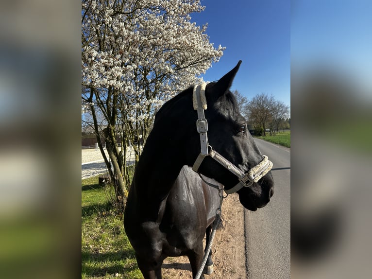 Ungarisches Sportpferd Mix Stute 12 Jahre 165 cm Rappe in Rödermark Rödermark