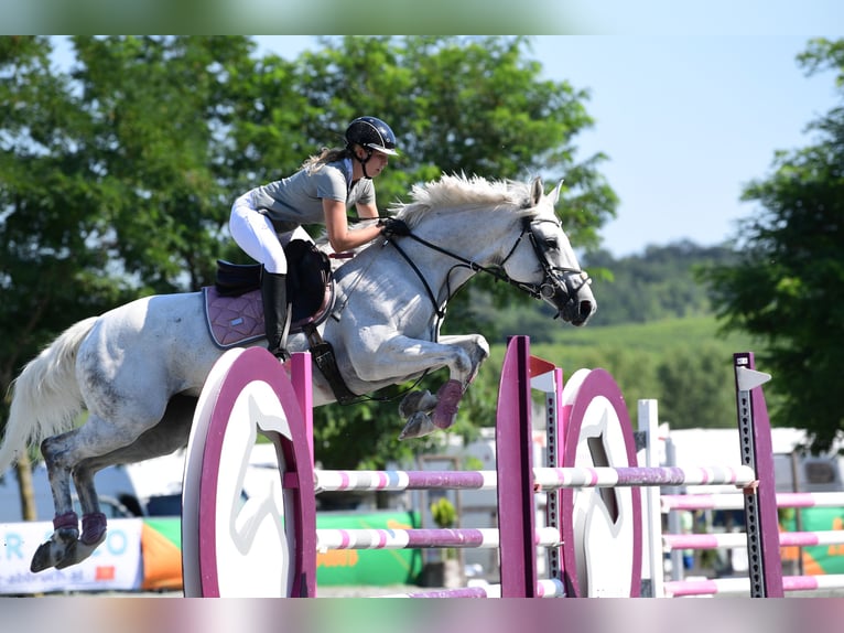 Ungarisches Sportpferd Stute 12 Jahre 168 cm Schimmel in Breitenfurt bei Wien