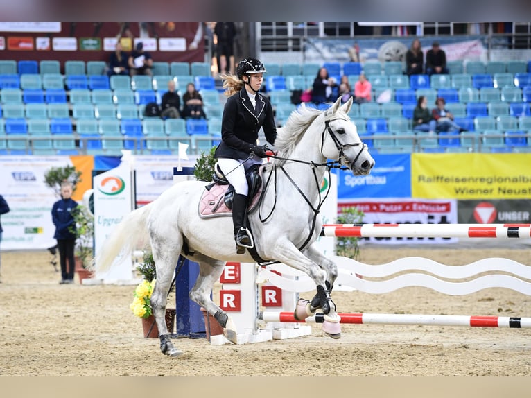 Ungarisches Sportpferd Stute 12 Jahre 168 cm Schimmel in Breitenfurt bei Wien