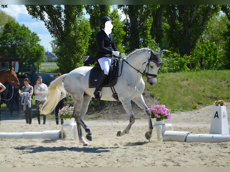 Ungarisches Sportpferd Stute 12 Jahre 168 cm Schimmel in Breitenfurt bei Wien